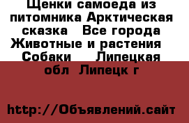 Щенки самоеда из питомника Арктическая сказка - Все города Животные и растения » Собаки   . Липецкая обл.,Липецк г.